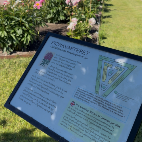 Botaniska trädgården