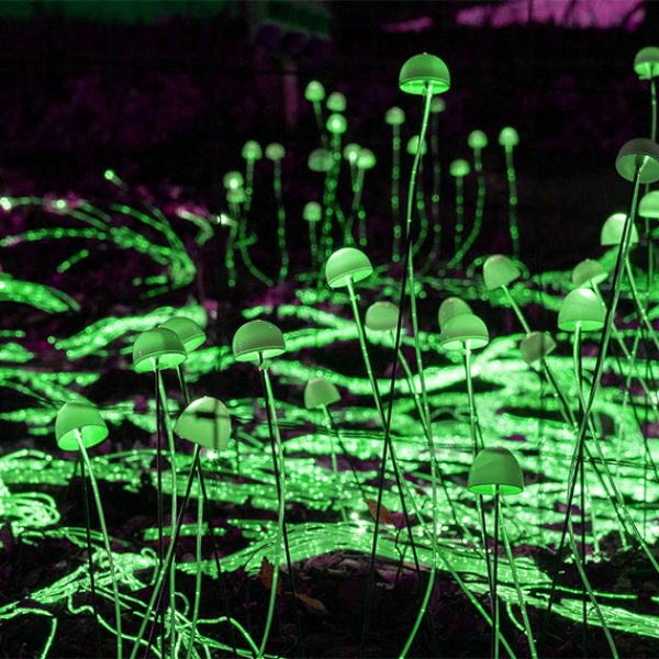 Mycelium-Network_ALPU_760x570_1-green