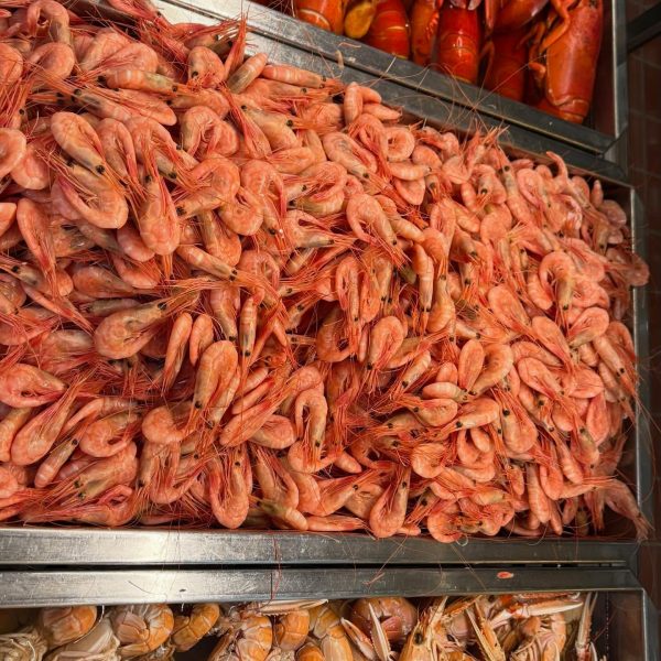 feskarnuppsala_1775293682_3867766201288150047_258147979